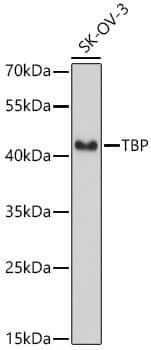 TATA binding protein TBP Antibody - BSA Free