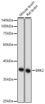 ERK2 Antibody - Azide and BSA Free