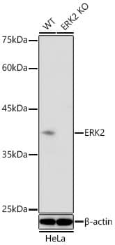 ERK2 Antibody - Azide and BSA Free