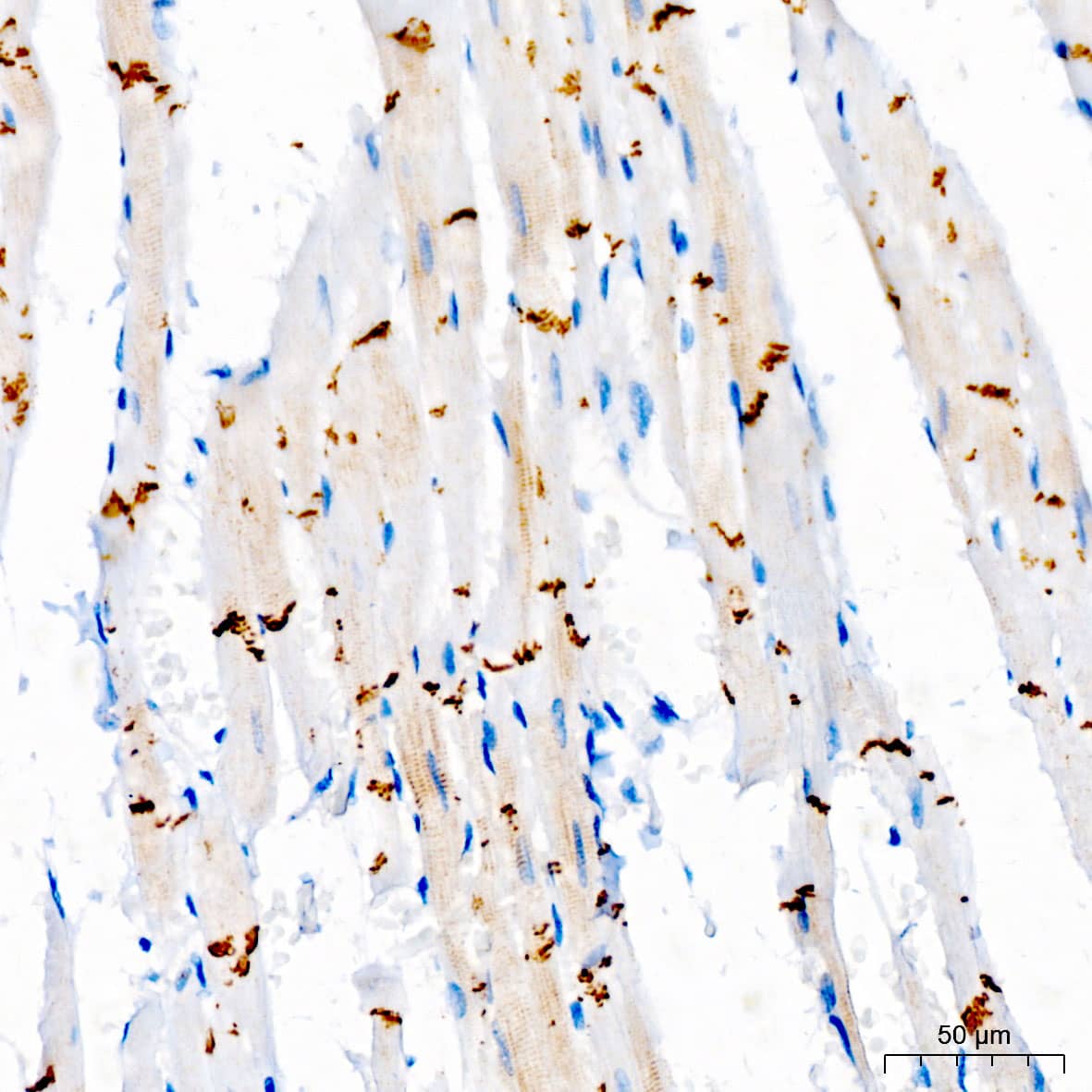 N-Cadherin Antibody - Azide and BSA Free