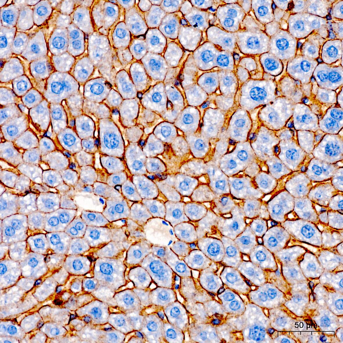 N-Cadherin Antibody - Azide and BSA Free