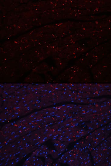 N-Cadherin Antibody - Azide and BSA Free