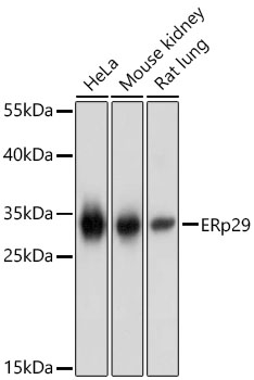 ERP29 Antibody - BSA Free