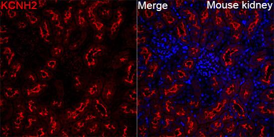 Kv11.1 Antibody - Azide and BSA Free