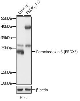 Peroxiredoxin 3 Antibody - Azide and BSA Free