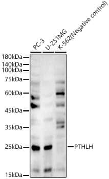 PTHLH/PTHrP Antibody - BSA Free