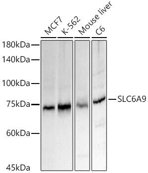 GlyT1/SLC6A9 Antibody - Azide and BSA Free