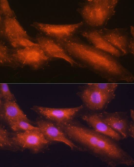 HINT1 Antibody - BSA Free