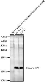 Histone H2B type 2E Antibody - Azide and BSA Free