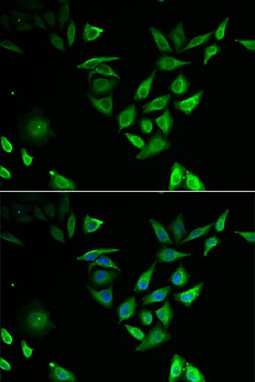 NTF2 Antibody - BSA Free