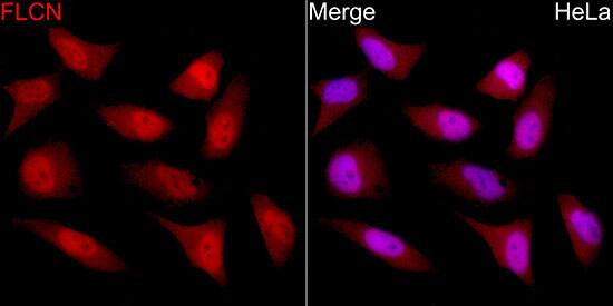 Folliculin Antibody - Azide and BSA Free