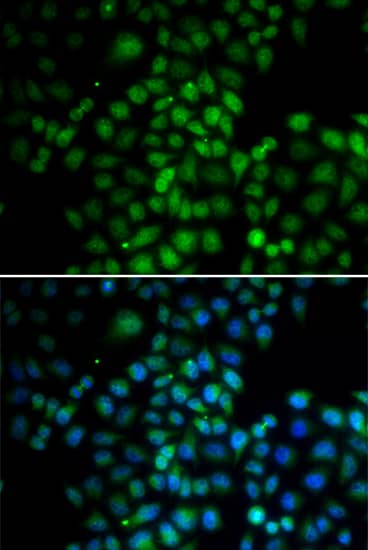 EMSY Antibody - BSA Free