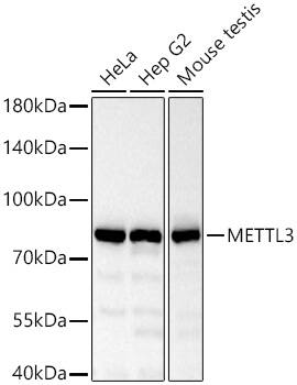 Methyltransferase like 3 Antibody - Azide and BSA Free
