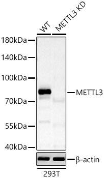 Methyltransferase like 3 Antibody - Azide and BSA Free