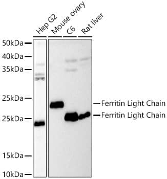 Ferritin Light Chain Antibody - Azide and BSA Free