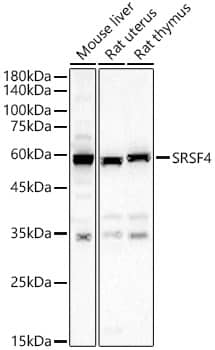 SFRS4 Antibody - BSA Free