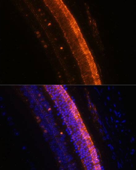 Kv9.2 Antibody - Azide and BSA Free