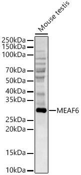 Eaf6 Antibody - Azide and BSA Free