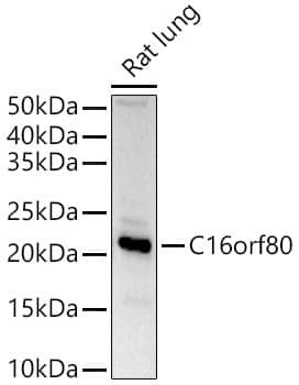 EVORF Antibody - Azide and BSA Free