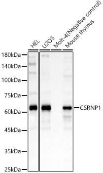 AXUD1 Antibody - BSA Free