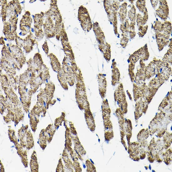 Mitofilin Antibody - BSA Free