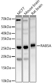 Rab5a Antibody - Azide and BSA Free