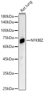 IKB zeta Antibody - BSA Free