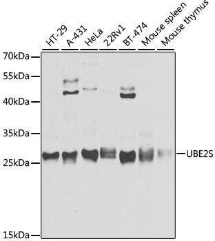 UBE2S Antibody - Azide and BSA Free