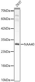 NAT11 Antibody - BSA Free