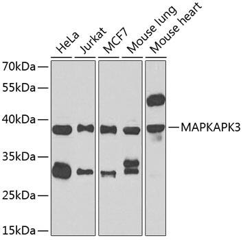 MAPKAP Kinase 3 Antibody - Azide and BSA Free