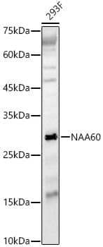 FLJ14154 Antibody - BSA Free