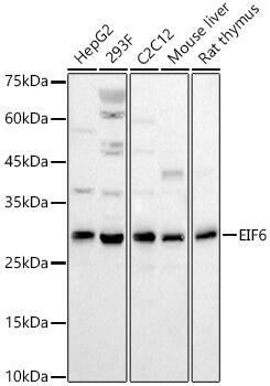 integrin beta 4 binding protein Antibody - BSA Free