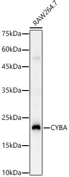 Cytochrome b245 alpha Antibody - BSA Free