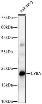 Cytochrome b245 alpha Antibody - BSA Free