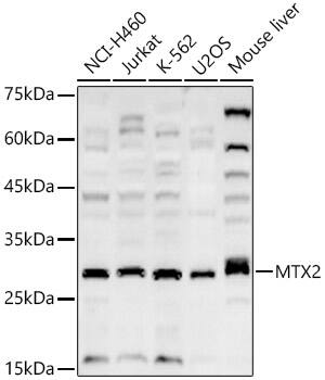 Metaxin-2 Antibody - BSA Free