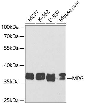 MPG Antibody - Azide and BSA Free