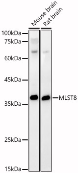 GBL Antibody - BSA Free