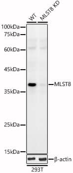 GBL Antibody - BSA Free