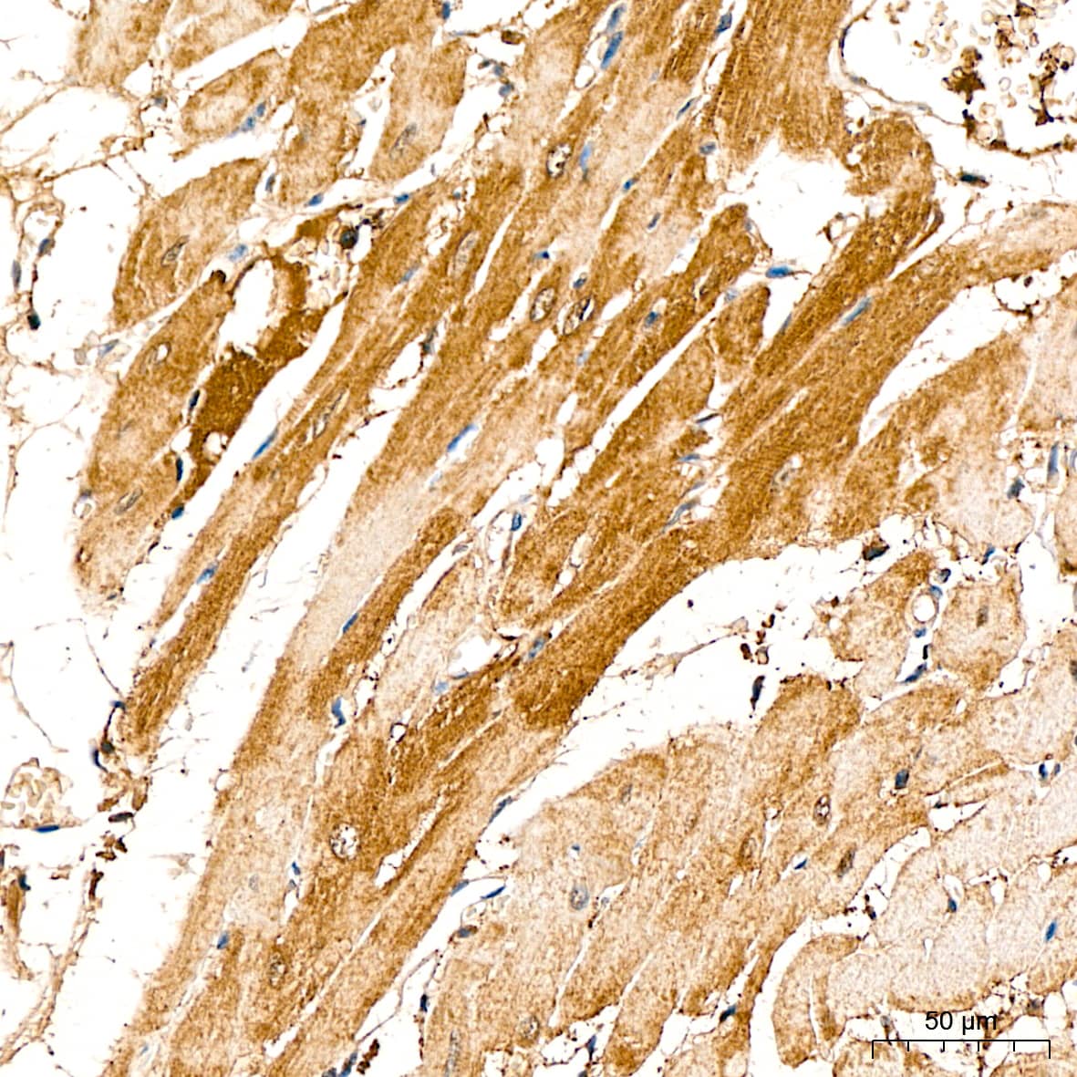 Lactate Dehydrogenase B Antibody - BSA Free