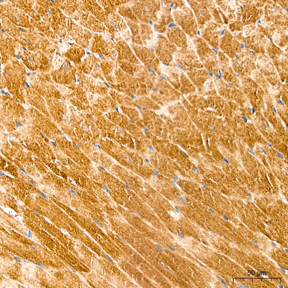 Lactate Dehydrogenase B Antibody - BSA Free