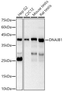 HSP40/DNAJB1 Antibody - BSA Free