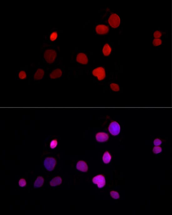 Thymopoietin/LAP2 Antibody - Azide and BSA Free