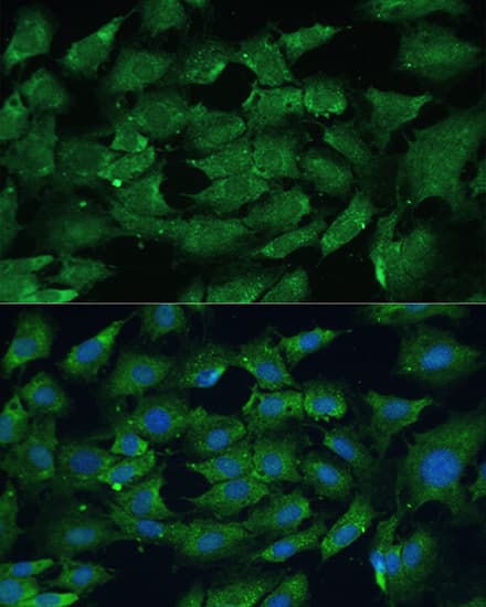 SHP-2/PTPN11 Antibody - Azide and BSA Free