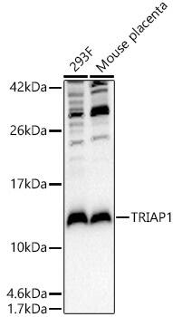 HSPC132 Antibody - BSA Free