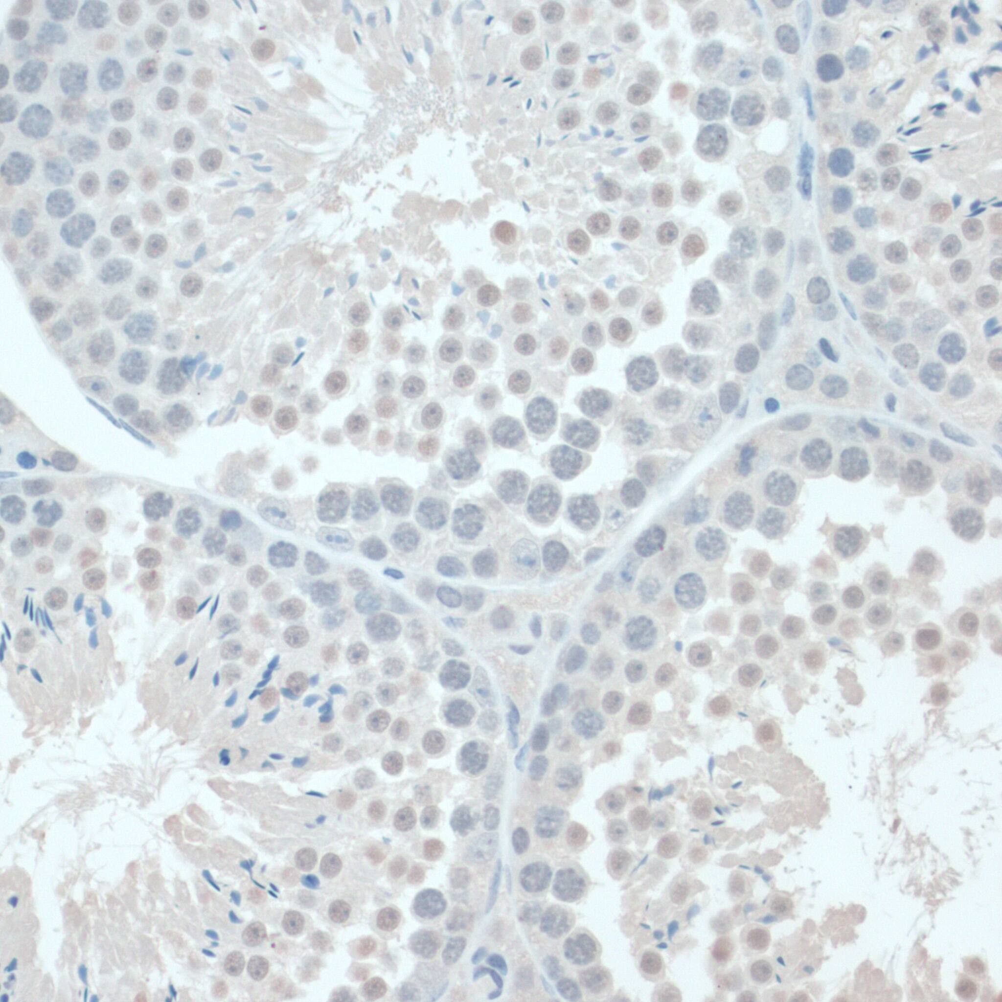 GAPDH-2 Antibody - BSA Free