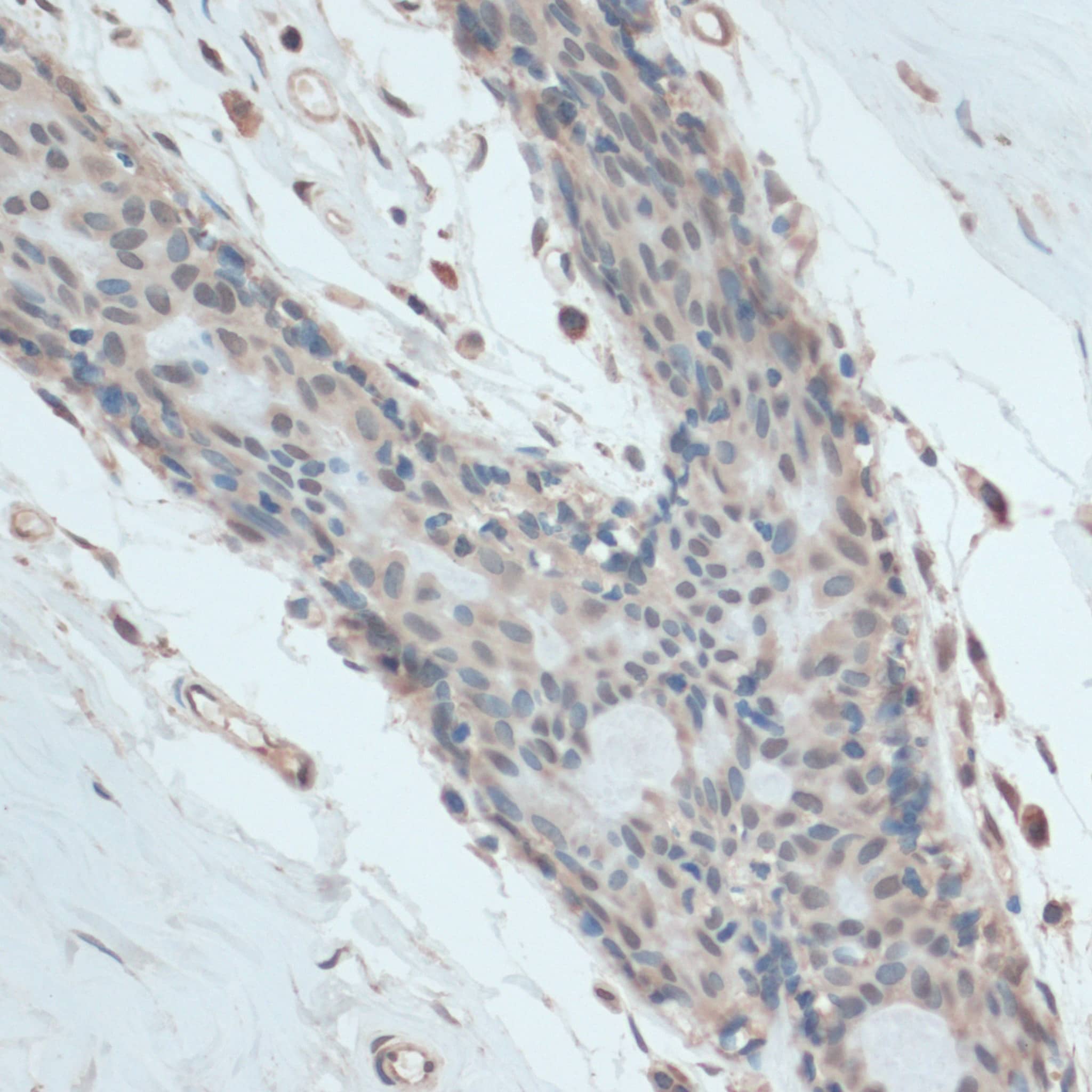GAPDH-2 Antibody - BSA Free