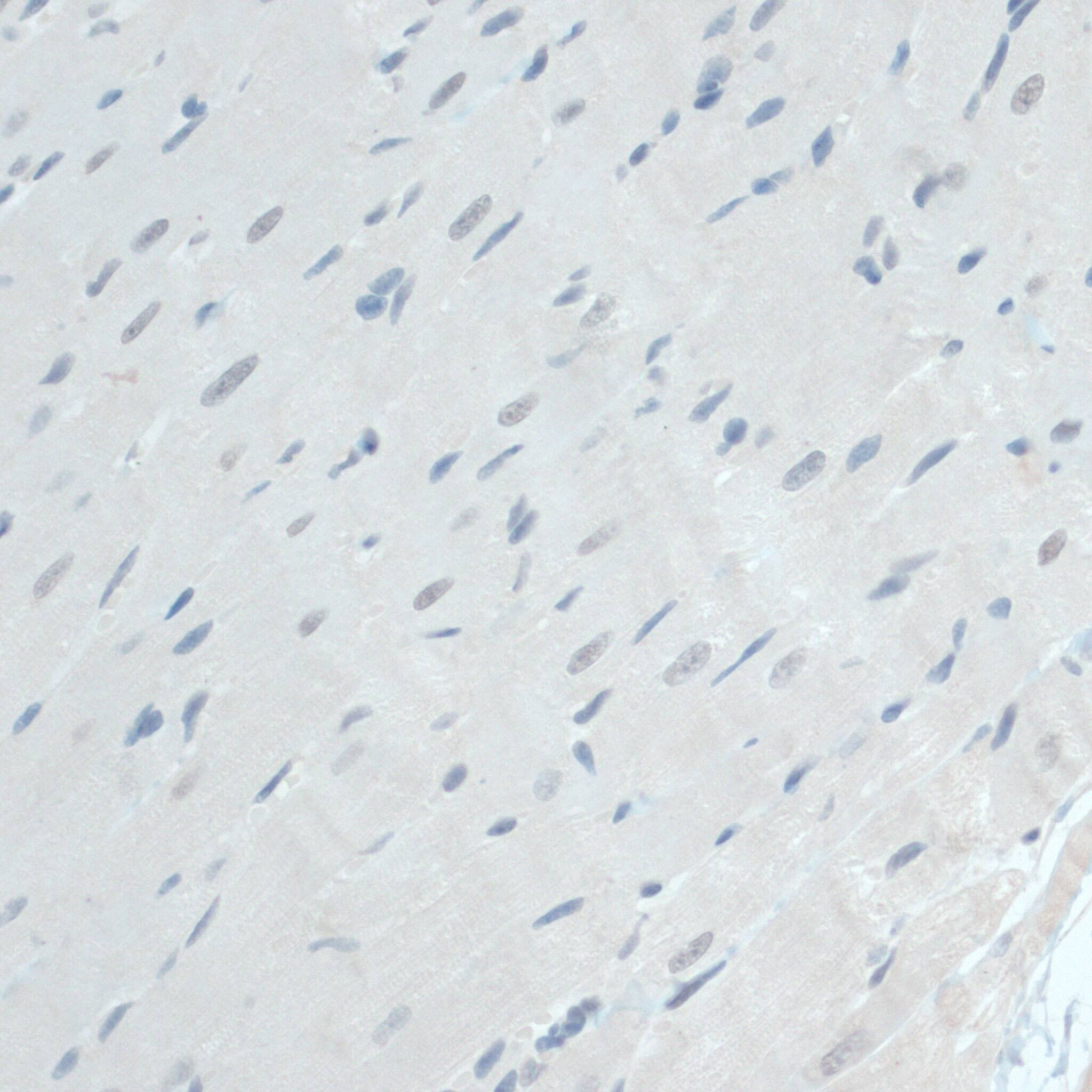 GAPDH-2 Antibody - BSA Free