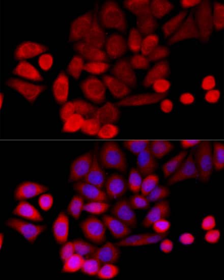 PIDD Antibody - BSA Free