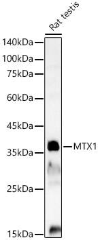 Metaxin 1 Antibody - BSA Free