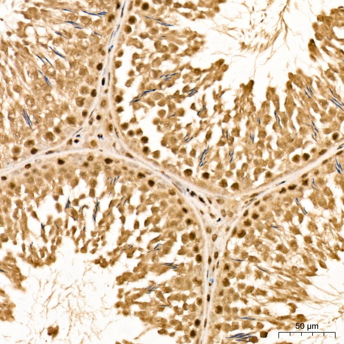 Methionine Sulfoxide Reductase B Antibody - BSA Free